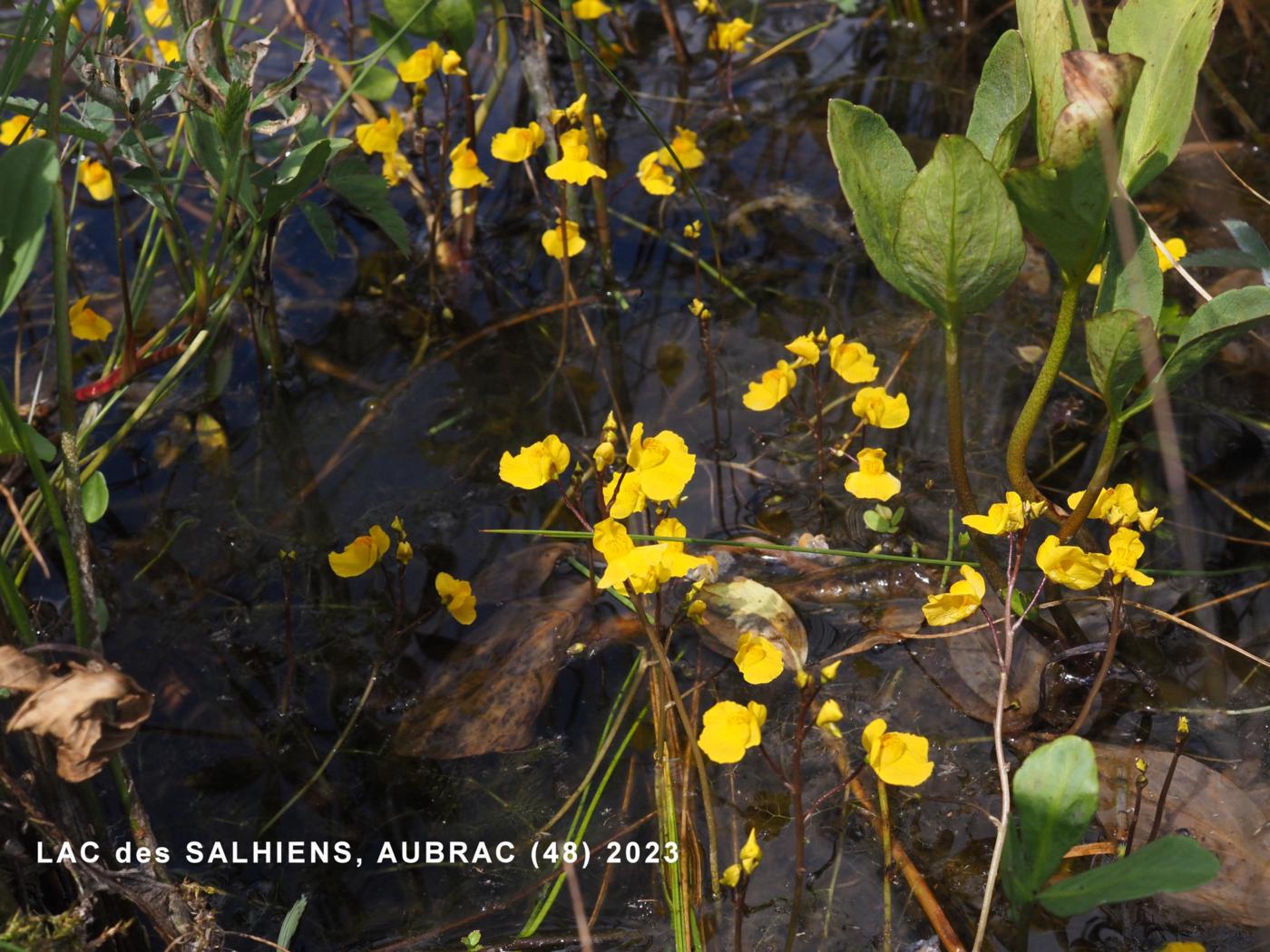 Bladderwort, Flat-flowered plant